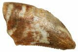 Serrated, Dromaeosaurid Theropod Dinosaur Tooth - Montana #326489-1